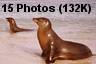 15 Photos (132K)