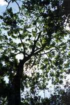 Dschungelbaum (11K)
