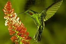 Postcard of a hummingbird (6K)