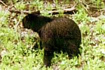 Der B&auml;r im Klee (8K)