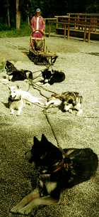 Huskys im Denali-Park (10K)