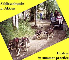 Huskys in Aktion (20K)