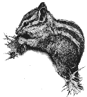 Chipmunk