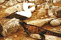 Leguan unter T&ouml;lpeln (9K)