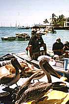 Fischer im Hafen von Puerto Ayora (9K)