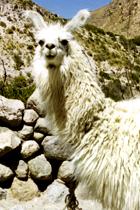 Hochm&uuml;tiges Lama