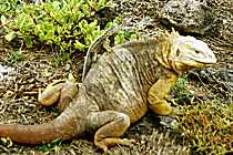 Leguan mit kleiner Lava-Echse (11K)