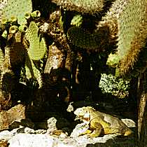 Leguan unter einer Opuntie (12K)