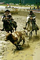Rodeo (11K)