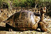 Riesenschildkr&ouml;te (12K)