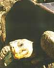 Schildkr&ouml;tenkopf (3K)