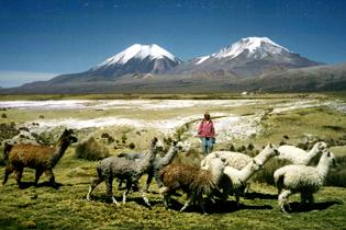 Lamas vor den Payachates