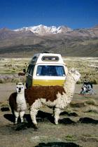 Unter Alpacas (8K)