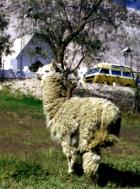 Alpaca in gruener Oase