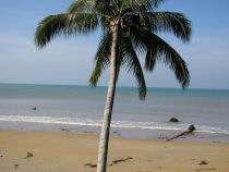 Palmtree