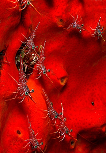 Siegerfoto Unterwasserlandschaft: Rote Garnelen