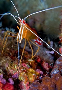 Similan: