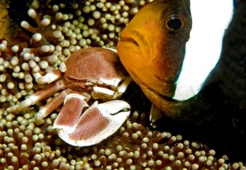 Similan: 