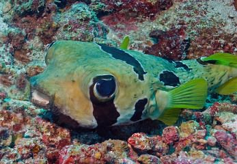 Similan: 