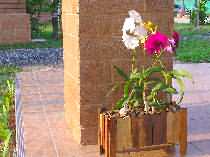 Sita Garden: Orchids