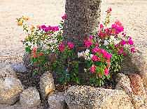 Sita Garden: Bougainvillea