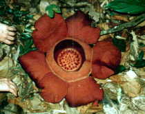 Rafflesia kerrii meijer (9K)