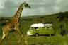 Among giraffes in Massai Mara