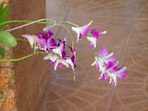 Sita Garden: Orchids